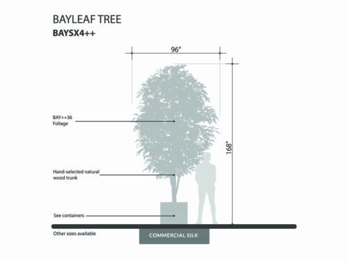 Bay Leaf Tree ID# BAYSX4++