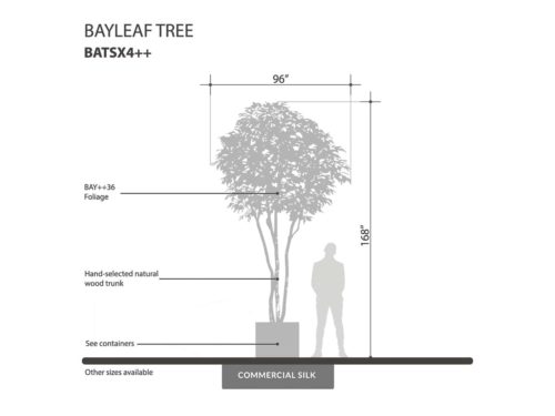 Bay Leaf Tree, Outdoor ID# BATSX4++