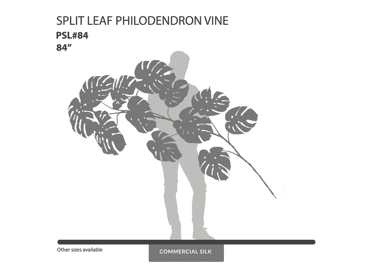 Split Leaf Philodendron Vine ID# PSL#84