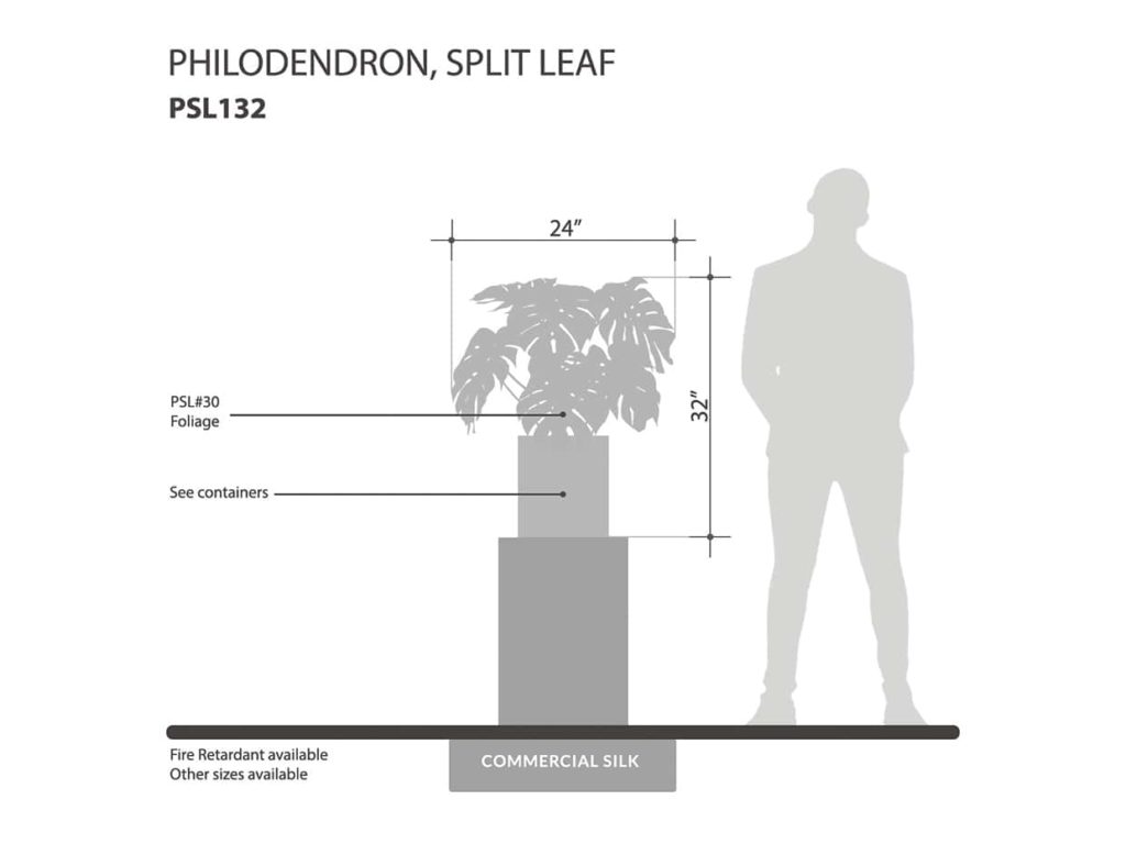Split Leaf Philodendron Plant ID# PSL132