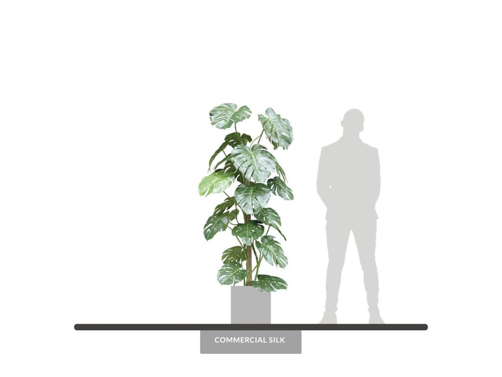Split Leaf Philodendron Plant ID# PSL272