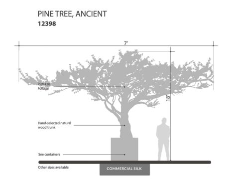 Ancient Pine Tree ID# 12398