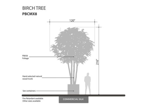 Birch Tree ID# 14603