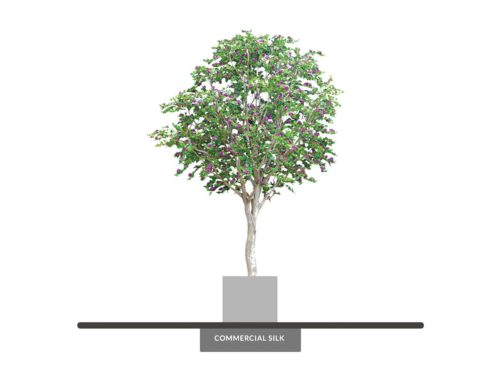 Bougainvillea Tree, Flowering ID# 14603