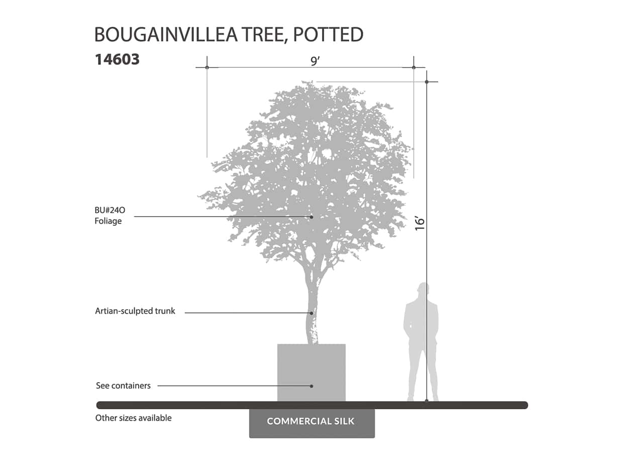 Bougainvillea Tree, Flowering ID# 14603