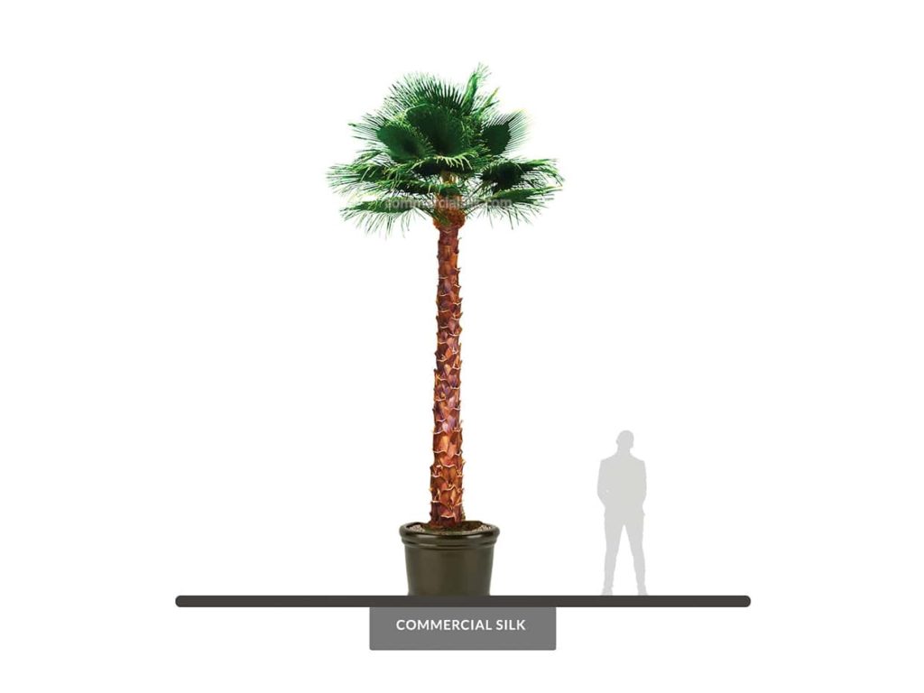Fan Palm Tree, 20' ID# 15912