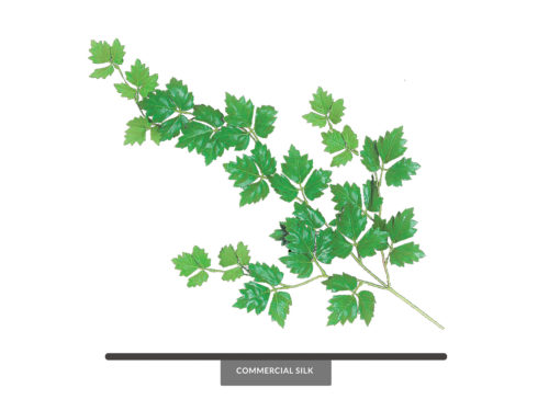 Oakleaf Ivy Vine Foliage ID# OAK#30