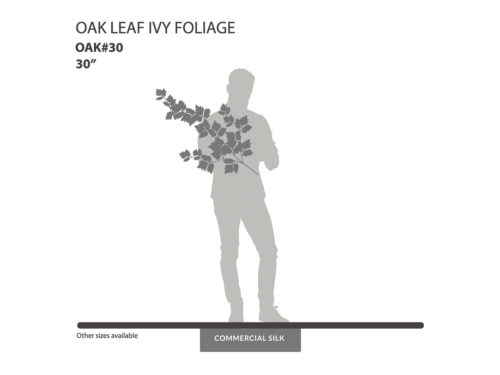 Oakleaf Ivy Vine Foliage ID# OAK#30