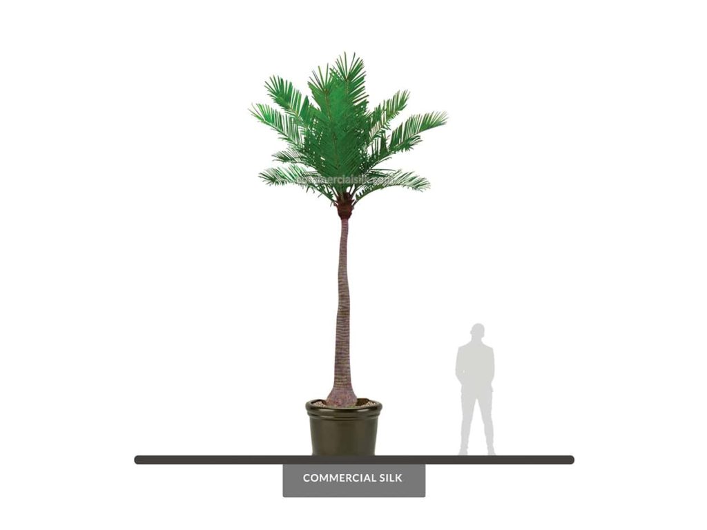 Coconut Palm Tree, 22', Outdoor ID# 14786
