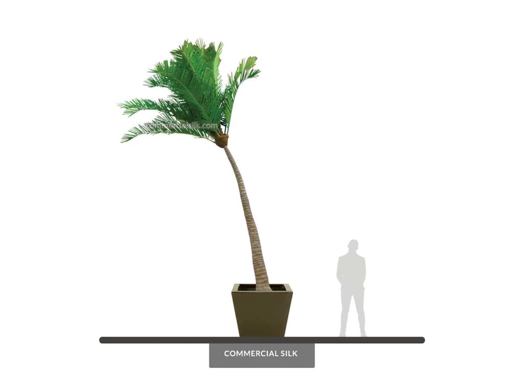 Coconut Palm Tree, Curved, Outdoor ID# 14786