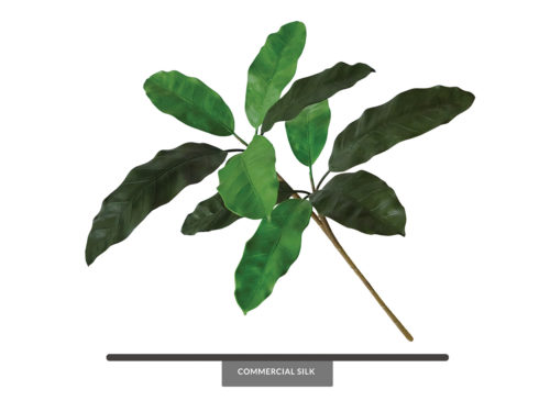 Baobab Tree Branches ID# BAB++16