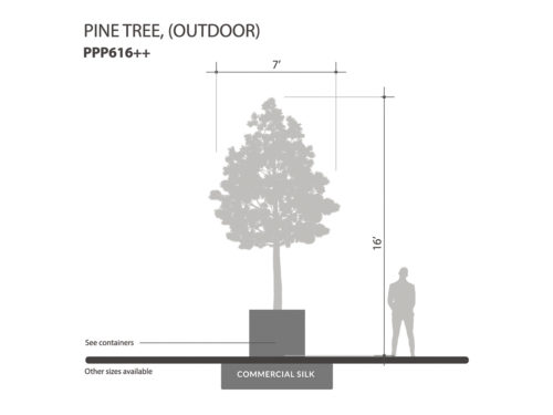 Pine Tree, Outdoor ID# PPP616++