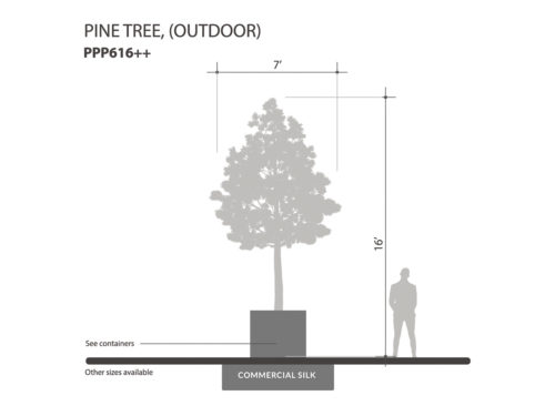Pine Tree, Outdoor ID# PPP616++