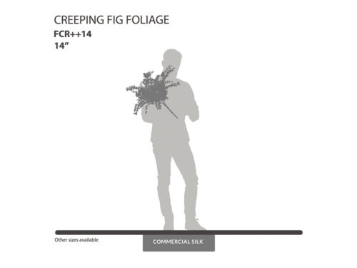 Creeping Fig Foliage ID# FCR++14