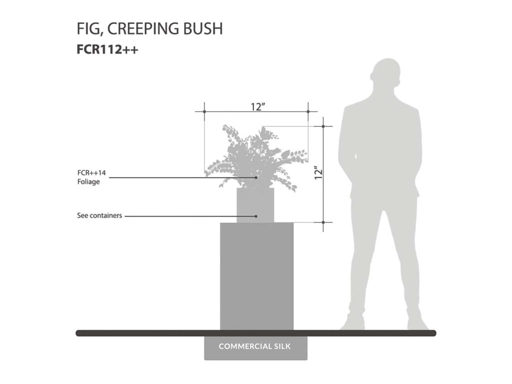 Creeping Fig Plant ID# FCR112++