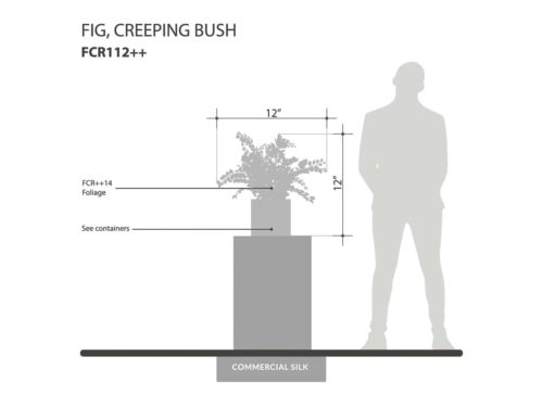 Creeping Fig Plant ID# FCR112++