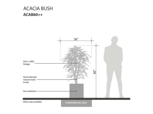 Acacia Bush ID# ACAB60++