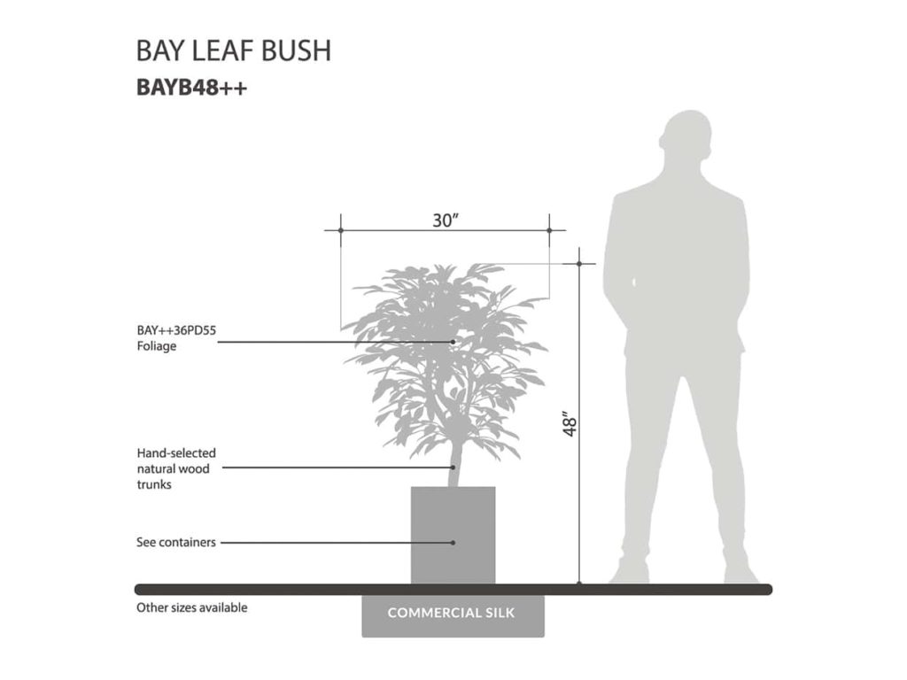 Bay Leaf Plant ID# BAYB48++
