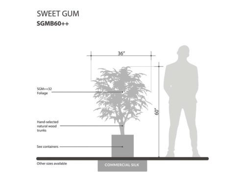 Sweet Gum Bush ID# SGMB60++