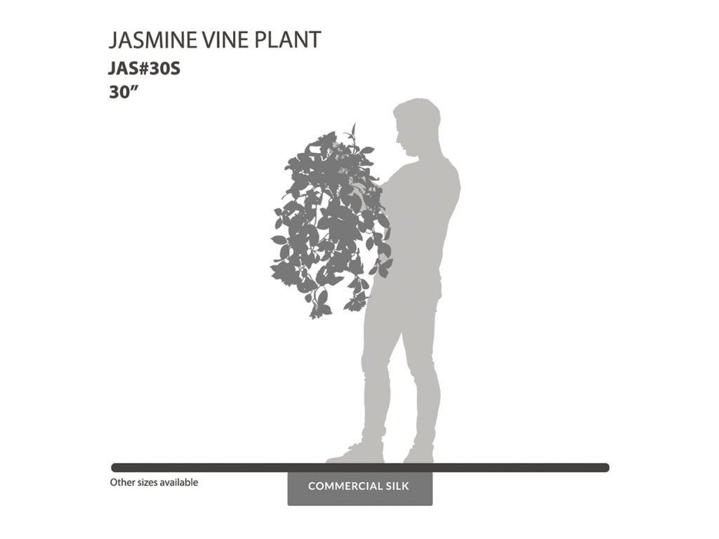 Flowers Jasmine Vine, Salmon ID# JAS#30S