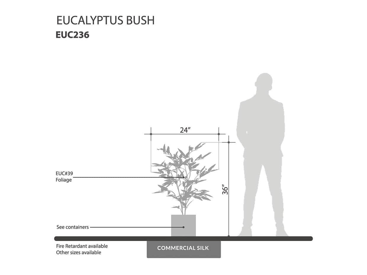 Eucalyptus Bush ID# EUC236