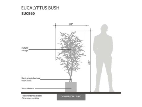 Eucalyptus Plant ID# EUCM48