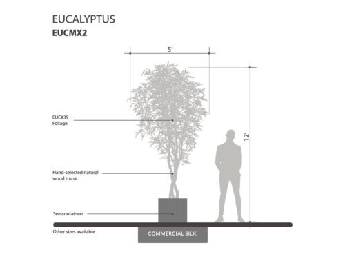 Eucalyptus Tree ID# EUCMX2
