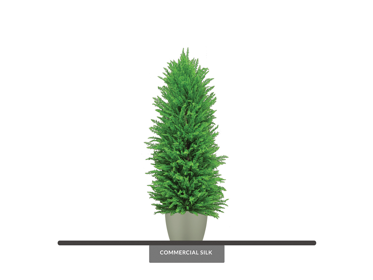 Cypress Tree, Pyramidal ID# CYPP96++