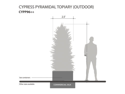 Cypress Tree, Pyramidal ID# CYPP96++