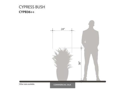 Cypress Bush ID# CYPB36++