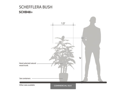 Schefflera Bush ID# SCHB48+