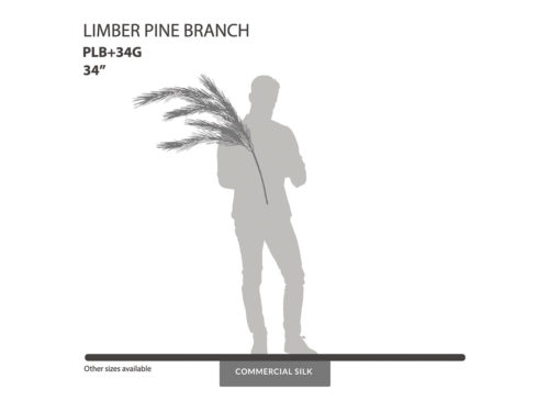 Limber Pine Spray ID# PLB+34G