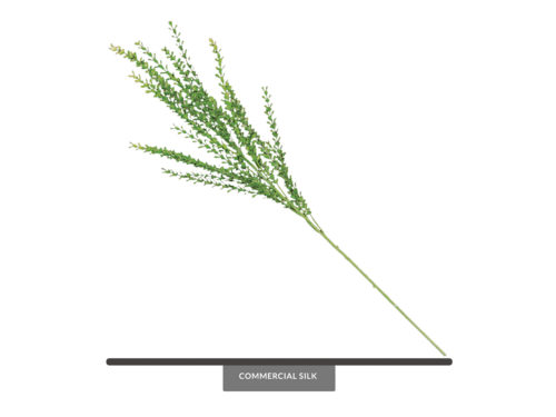 Barberry Bush, Green ID# BAR++36G