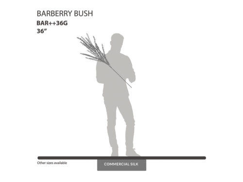 Barberry Bush, Green ID# BAR++36G