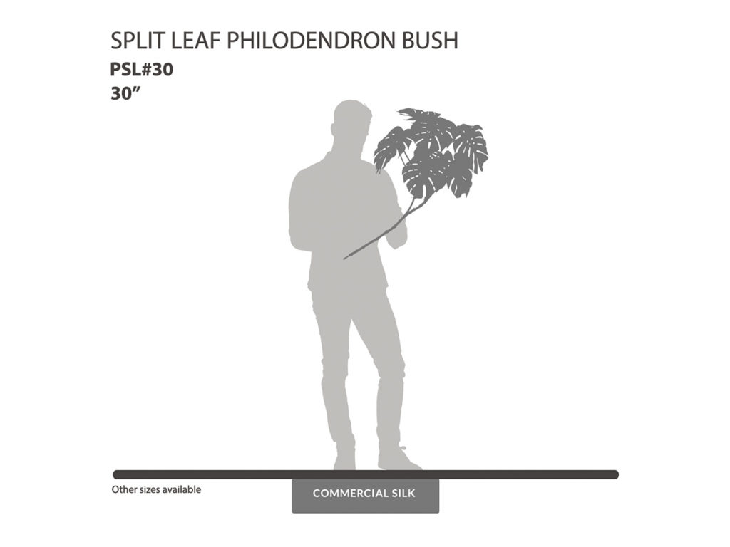 Split Leaf Philodendron Bush ID# PSL#30