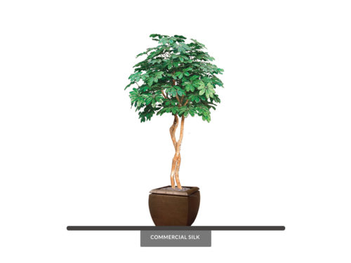 Arboricola Schefflera Tree ID# ATCE72