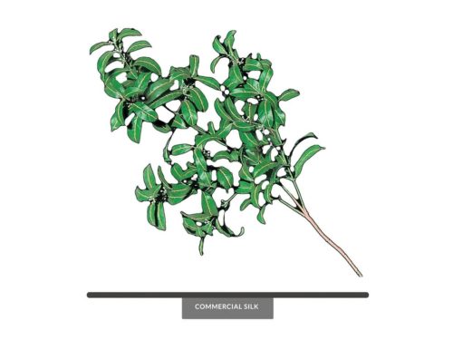 Mountain Laurel Spray ID# LAU#27