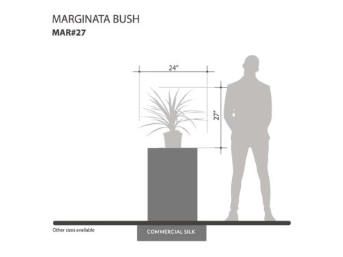 Marginata Bush ID# MAR#27