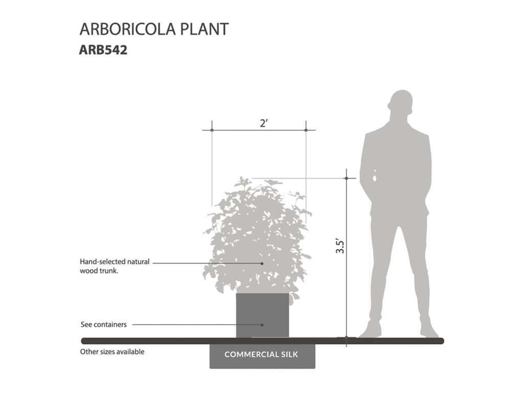 Arboricola Plant ID# ARB542