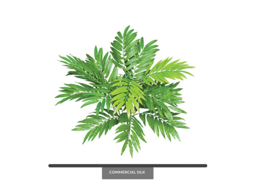 Neanthe Bella Palm Bush ID# NBP#28
