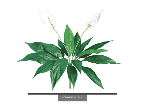 Peace Lily Foliage ID# PLS#12