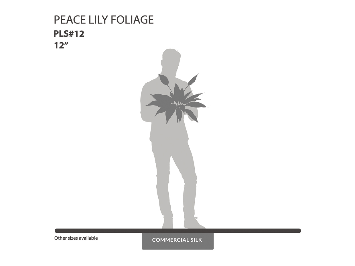 Peace Lily Foliage ID# PLS#12