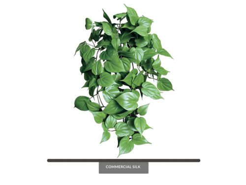 Philodendron Vine, Green Foliage ID# PHI#24