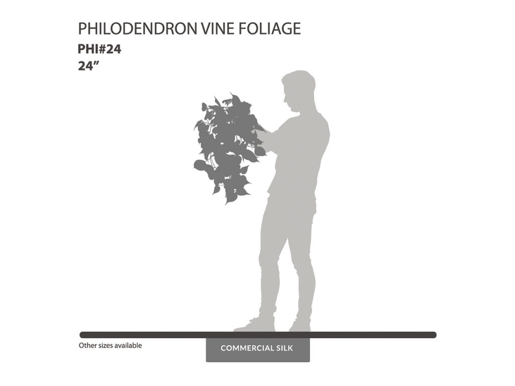 Philodendron Vine, Green Foliage ID# PHI#24