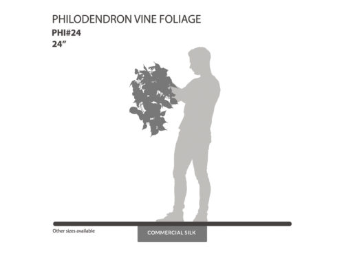 Philodendron Vine, Green Foliage ID# PHI#24