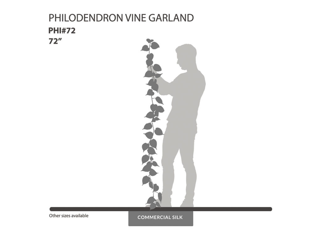 Philodendron Garland, Green ID# PHI#72