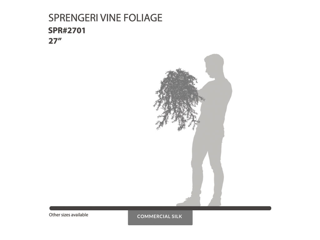 Sprengeri Vine ID# SPR#2701