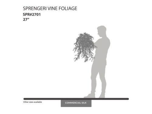 Sprengeri Vine ID# SPR#2701