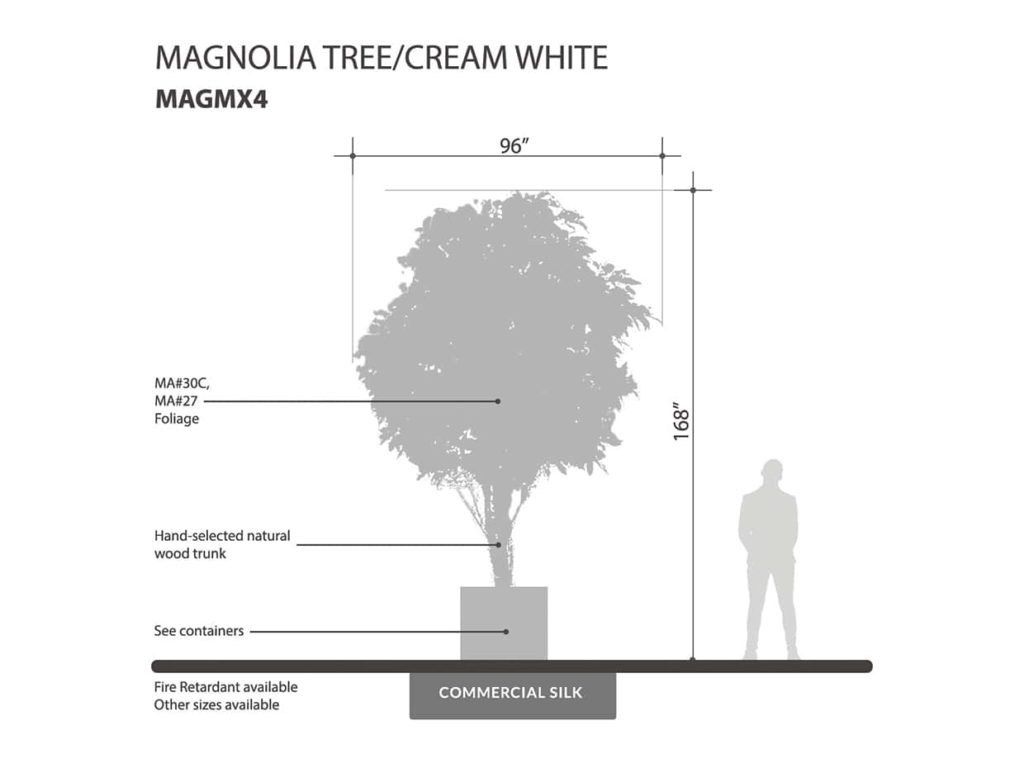 Magnolia Tree ID# MAGMX4