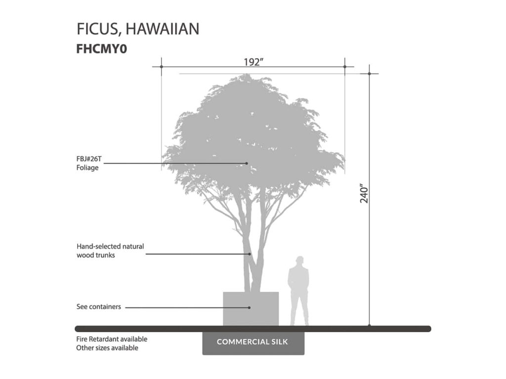 Hawaiian Ficus Tree ID# FHCMY0